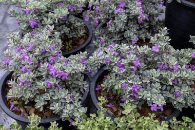 Canlı mor çiçekler, baharın ilk zamanlarında bahçe saksılarında yemyeşil yapraklar arasında açar.