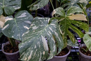 İyi ışıklandırılmış bir alanda gündüz saatlerinde çeşitli canavar bitkilerinin olduğu kapalı bir bahçe.