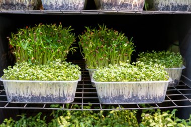 Şehrin göbeğindeki kapalı bir bahçede, raflarda büyüyen taze mikro yeşiller.
