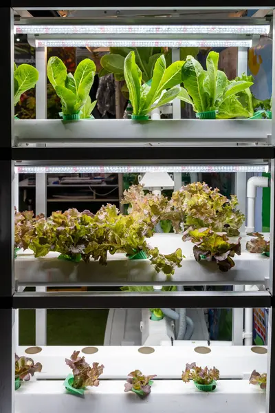 Şehir ortamında LED ışıkları altında büyüyen marul çeşitlerini gösteren kapalı alanda dikey çiftlik.