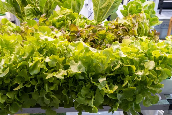 Gündüz vakti modern kapalı bir bahçede taze yetişmiş marul.