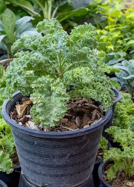 Güpegündüz çeşitli yapraklı yeşilliklerle çevrili bir saksıda büyüyen lahana bitkisi.