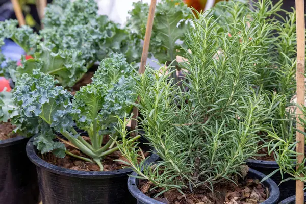Taze otlar ve yapraklı yeşiller, öğleden sonraları canlı bir halk bahçesindeki saksılarda gelişir.