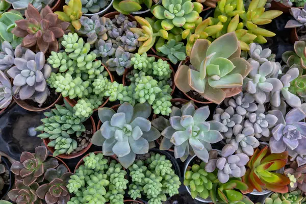 Gün ortasında bir bitkinin fidanlığında saksılara yerleştirilmiş çeşitli canlı lezzet koleksiyonları.