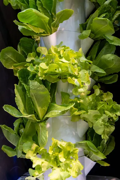 Hidroponik sistemde canlı yeşil marulların büyüdüğü dikey bahçe.