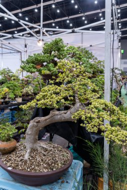 22 Mart 2025, Bangkok Tayland: Modern bir iç mekanda karmaşık tasarımlar ve çeşitli bitki türlerinin yer aldığı Bonsai ağaç sergisi