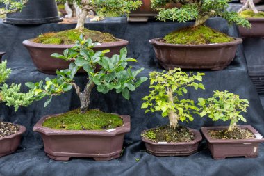 22 Mart 2025, Bangkok Tayland: Serin bir bahçe ortamında karmaşık şekiller ve canlı yeşillikler sergileyen Bonsai ağaçları