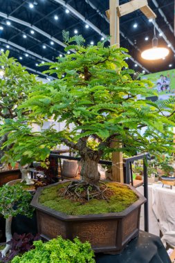 22 Mart 2025, Bangkok Tayland: Bonsai ağacı ayrıntılı yeşillik ve sanat düzenlemeleri ile canlı bir sergide sergilendi