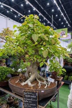 22 Mart 2025, Bangkok Tayland Bahçe Fuarı 'nda sergilenen güzel bonsai ağacı karmaşık kök sistemi ve yemyeşil yapraklarda sergilendi