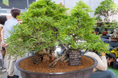 22 Mar 2025, Bangkok Tayland: Bonsai sergisi, Tayland 'daki yerel etkinliklerde hem hevesli hem de ziyaretçilerin ilgisini çeken karmaşık sanat ve becerileri vurguluyor