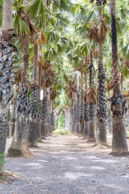 Uzun palmiye ağaçlarıyla çevrili huzurlu bir patika doğal bir parkta sakinleştirici bir atmosfer yaratır. Güneş ışığı yaprakların arasından süzülerek sahnenin sükunetini arttırır..