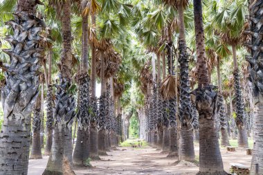 Bereketli palmiye ağaçları, güneşli bir öğleden sonra gölge ve güzellik sağlayan tropikal bir parkta sakin bir patika çiziyor. Ziyaretçiler huzurlu ortamın ve doğal manzaranın tadını çıkarıyorlar..