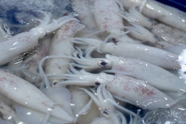 Taze mürekkep balığı koleksiyonu, hareketli bir deniz ürünleri tezgahında buzun üzerinde yatıyor. Sahne, satıcılar ve müşterilerle sabah pazarının canlı atmosferini yakalıyor..