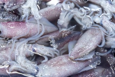 Pembe ve beyaz renkli taze mürekkep balığı metal bir kabı doldurur. Sabahın erken saatlerinde kalabalık bir deniz ürünleri pazarında dinlenir ve müşterileri bekler..