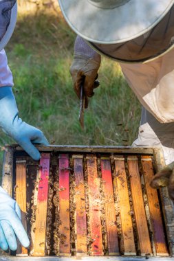 İki arı yetiştiricisinin bal peteğini almak için bir kovana erişimlerinin üst ayrıntıları.