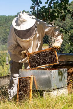 Bir arı yetiştiricisinin kovandan bal peteği çıkardığı ön manzara.