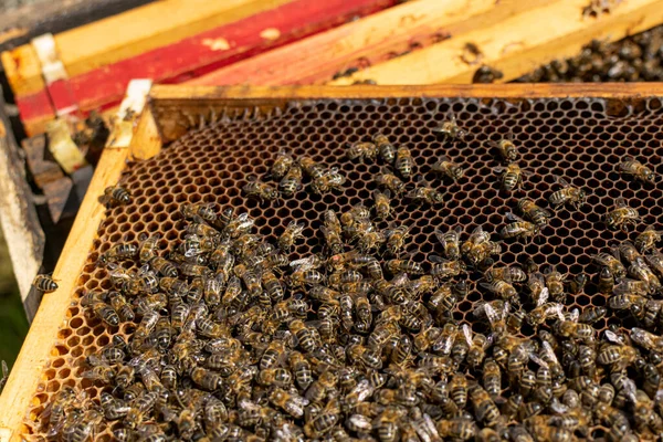 Close-up of a honeycomb with the queen bee marked and the other bees around her
