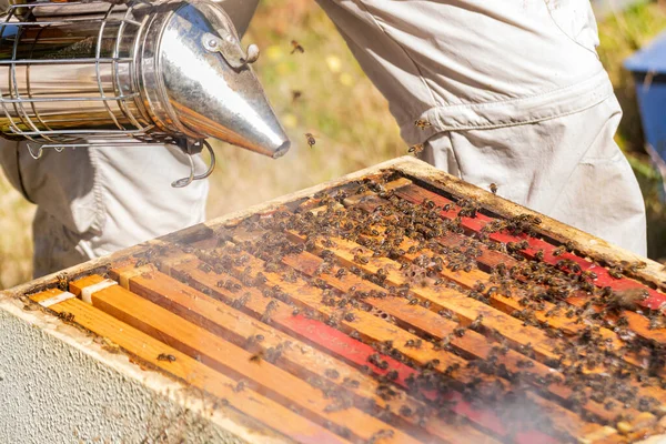 A beekeeper blowing smoke into a hive before extracting the honeycombs