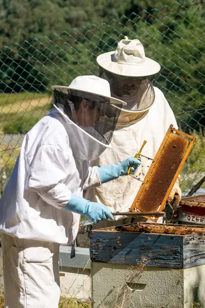 A woman beekeeper extracting a honeycomb from a hive in front of another beekeeper