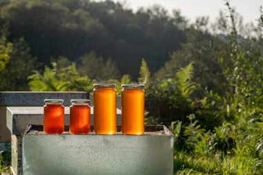 Dört kavanoz organik bal, iki büyük ve iki küçük, sonbahar günbatımının ışığı altında bir kovanda.