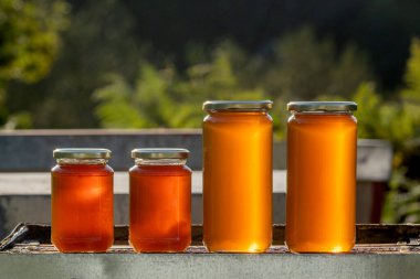 Dört kavanoz organik bal, iki büyük ve iki küçük, sonbahar günbatımının ışığı altında bir kovanda.