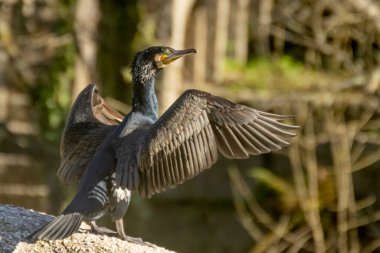 Sarı gagalı siyah bir kuş bir kayanın üzerinde duruyor. Kuş sağ tarafa bakıyor ve kanatlarını açıyor. Karabatak