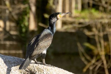 Sarı gagalı siyah bir kuş bir kayanın üzerinde duruyor. Kuş sağına doğru bakıyor. Karabatak