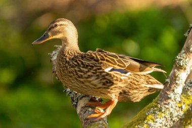 Bir ördek ağaç dalına tünemiştir. Ördek kahverengi ve beyazdır. Ağaç yosunla kaplı.