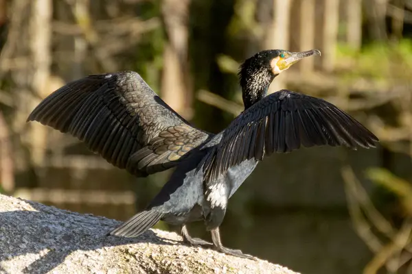 비크가 있습니다 오른쪽과 그것의 날개를 찾고있다 Cormorant는 스톡 사진