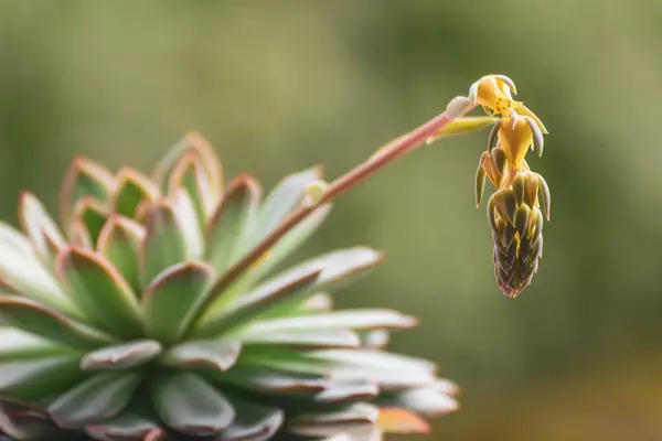 Невелика Рослина Жовтою Квіткою Зверху Ечеварія Апус Ліцензійні Стокові Фото