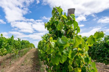 Bir yaz sabahı mavi gökyüzü ve beyaz bulutlarla birlikte üzüm bağları olan bir manzara.