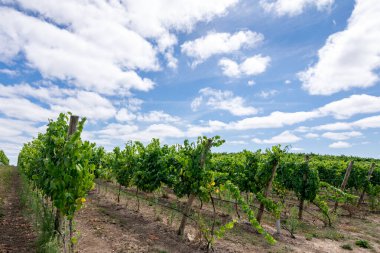 Bir yaz sabahı mavi gökyüzü ve beyaz bulutlarla birlikte üzüm bağları olan bir manzara.