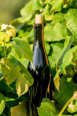 Sarmaşık yaprakları arasında bir şişe kırmızı şarap. Yaz günbatımının doğal aydınlığı