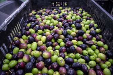 Siyah sandıkların içinde taze toplanmış yeşil ve siyah zeytinlerin yakın çekimi. Akdeniz bölgelerinde toplanan zeytin özü. Toplama mevsiminde mahsulün bolluğu ve kalitesi. Yüksek kalite fotoğraf