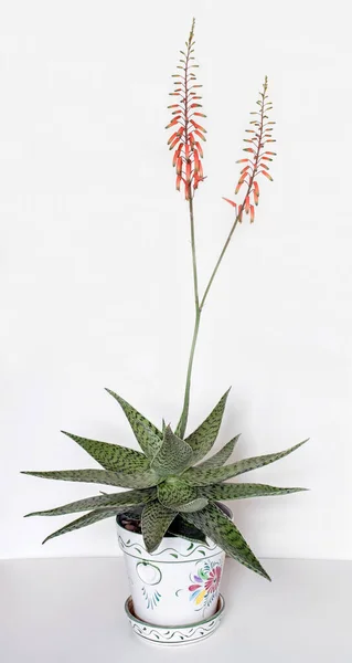 デルタライトアロエベラ植物背の高い花の茎 — ストック写真