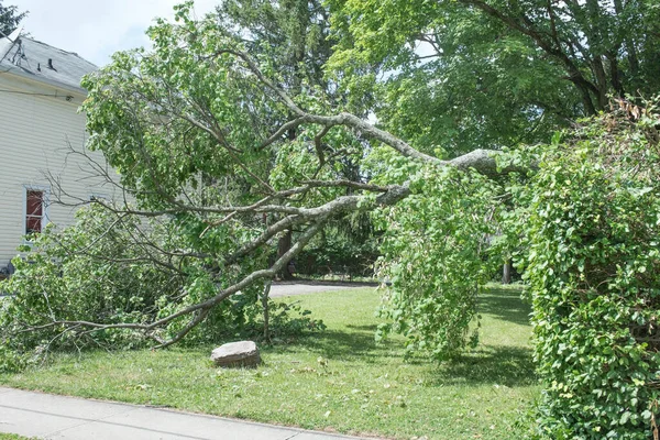Large Tree Branch Felled Strong Storm — Stock Photo, Image