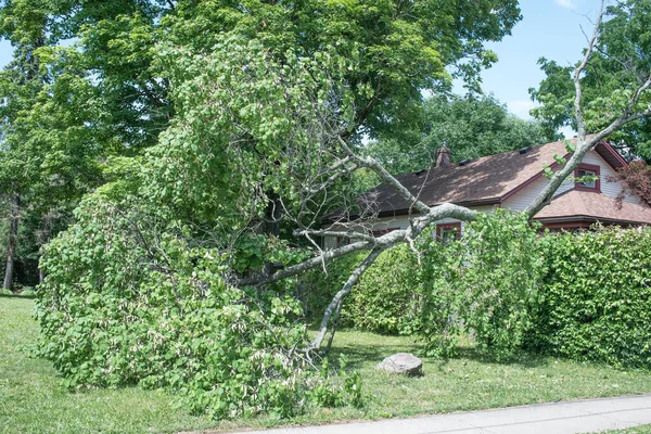 Large Tree Limb Downed Strong Storm — Stock Photo, Image