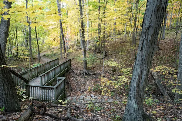 Wooden bridge on a hiking trail in woodland during early autumn.