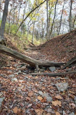 Düşen Ağaçlar Kurumuş Nehir yatağında, Dikey