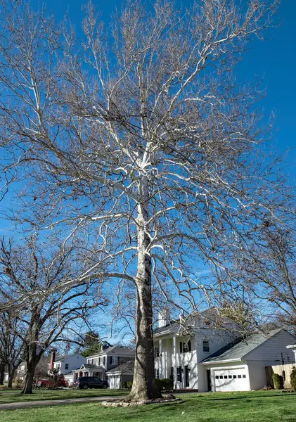Majestic Winter White Sycamore Tree Urban Neighborhood — Stock Photo, Image