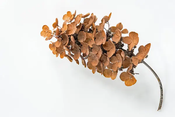 Dried Oakleaf Hydrangea Flower Isolated White Background — Stock Photo, Image