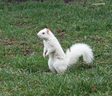White Albino Squirrel Standing on Hind Legs in Grass clipart