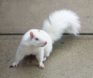 White Albino Squirrel on Pavement clipart