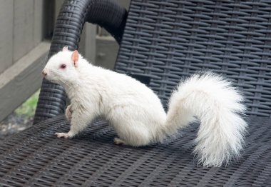White Albino Squirrel on Wicker Chaise clipart