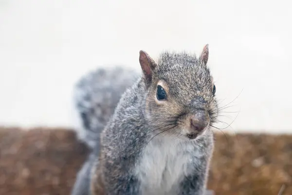 Eastern Gray Squirrel Portrait Selective Focus Royalty Free Stock Photos
