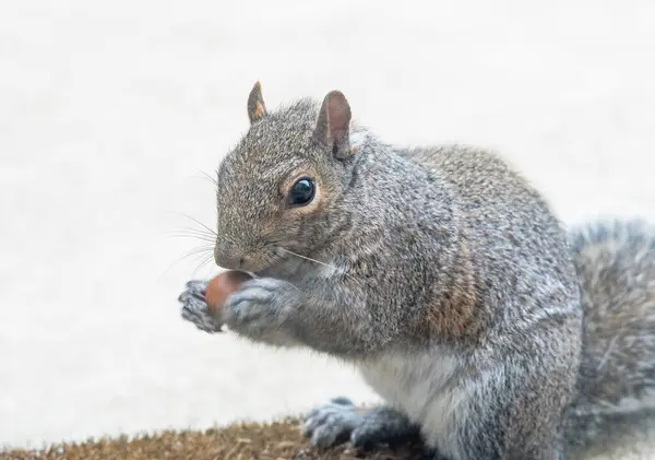 Eastern Gray Squirrel Rolling Acorn Close Stock Picture