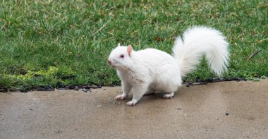 Rare Albino Squirrel on Wet Pavement clipart