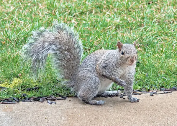 Eastern Gray Squirrel Wet Paws Stock Image