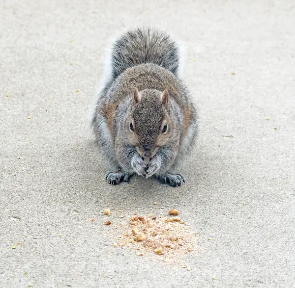 Eastern Gray Squirrel Nibbling Walnuts Stock Photo
