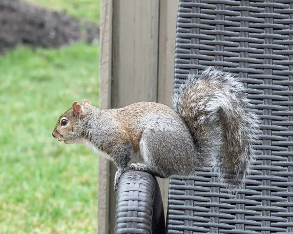 Eastern Gray Squirrel Damaged Ear Chaise Arm Stock Picture